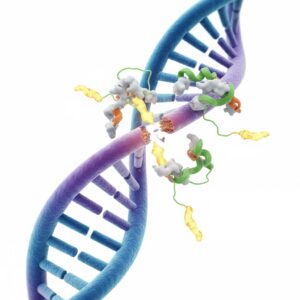 dna repair facilitated by nicotinamide riboside