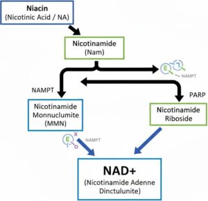niacin to nicotinamide riboside (2)