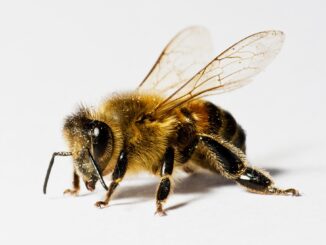 bee pollen, especially of the right variety, can have amazing health benefits