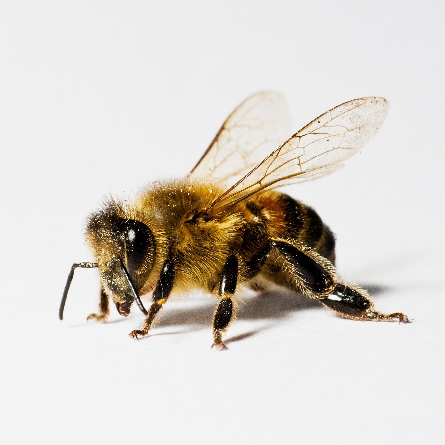 Can Propolis Cure Cancer?
