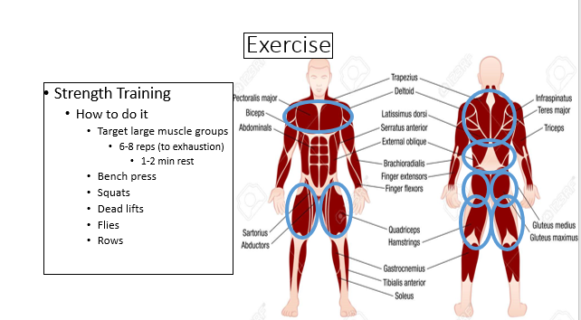 major muscle groups to target in weight loss plan