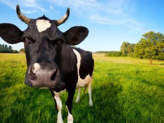 whey protein comes from cows