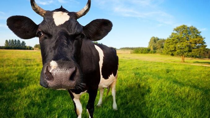 whey protein comes from cows