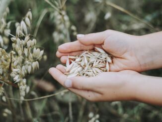 there are many health benefits of oats