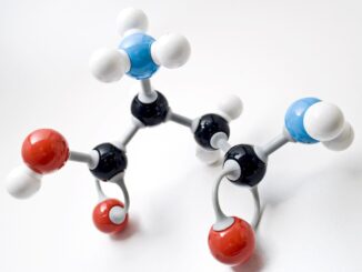 amino acid model